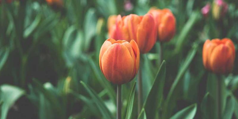 “知识网红”的兴起与隐忧：当学习也成为消费品