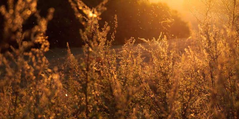 一杯精心调制的鸡尾酒,色彩斑斓,层次分明