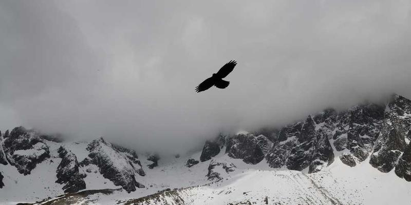 观察并记录一个“梗”(Meme)在传播中的变异与适应性进化