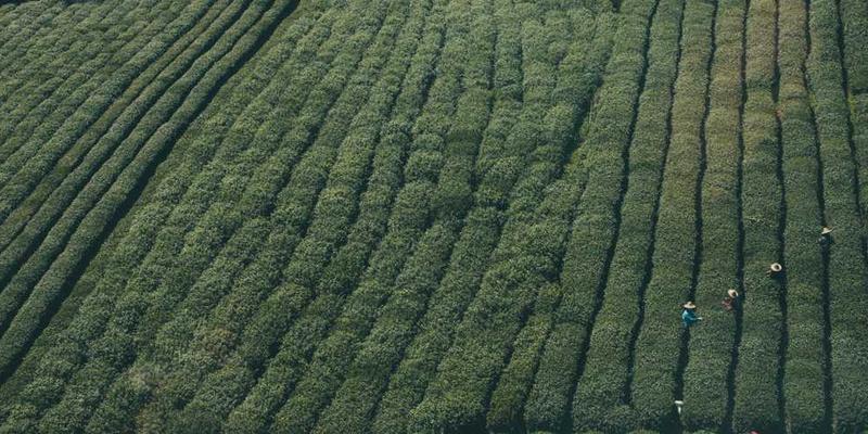 探讨如果猫统治世界,它们会建立怎样一套符合猫性的政治与经济制度