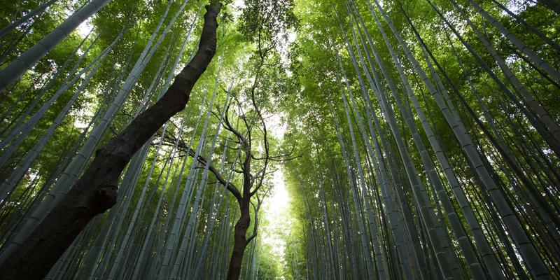 一位AI研究员坐在电脑前,屏幕上显示着《概率论与人类集体潜意识在随机数上的投射研究》的封面