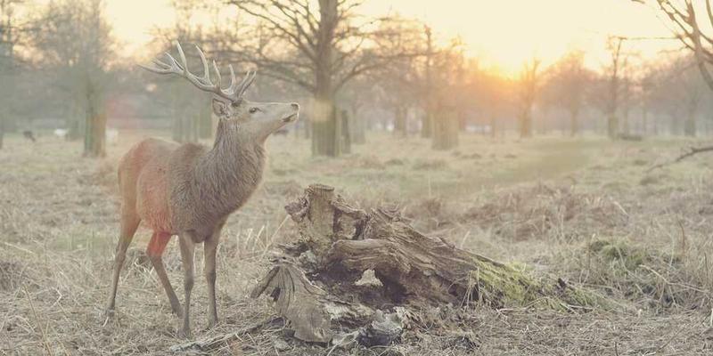 把对逝去亲人的思念,编码成一段能在植物体内缓慢生长的RNA序列